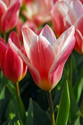 Tulipa batalini,Tulipa humilis,Tulipa bakeri,Tulipa clusiana,Tulipa chrysantha, Tulipa dasystemon,Tulipa hageri,Tulipa sylvestris,Tulipa turkestanica,Tulip Species, Rock Garden Tulips, Wild Tulips